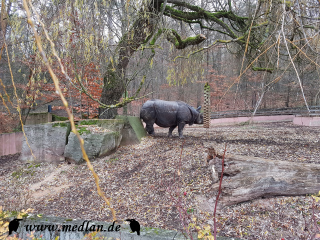 Zoo / Nashorn ohne Horn